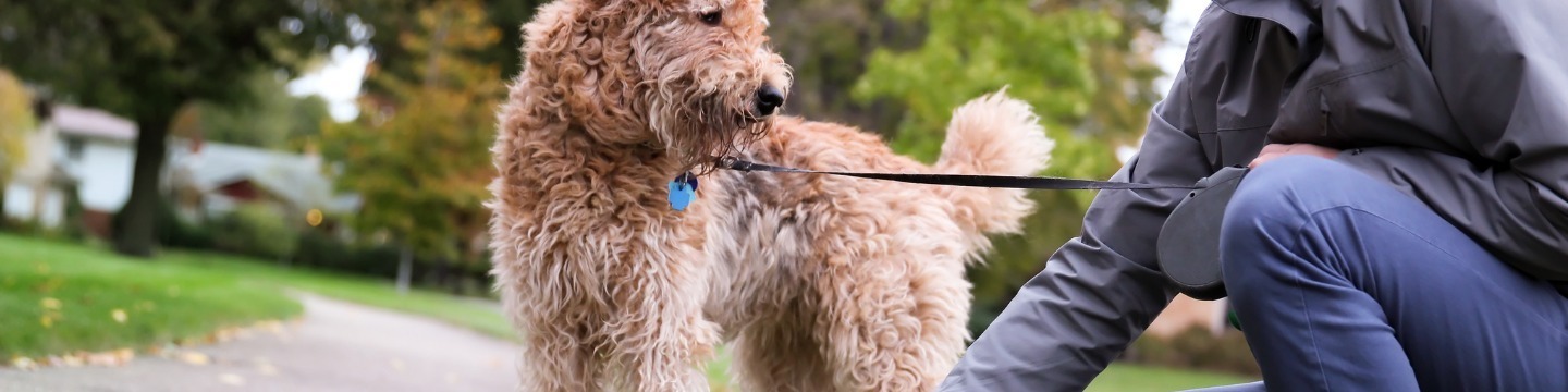 Baasje ruimt poep van aangelijnde hond op